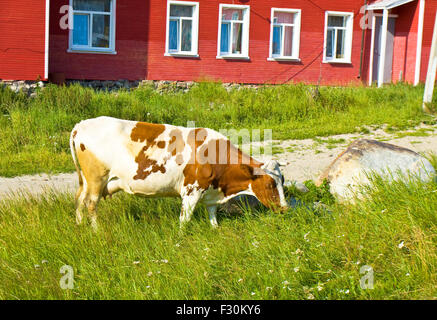 Kuh von braunen und weißen Farben Wandern und Essen Rasen in der Nähe von roten Dorfhaus. Stockfoto