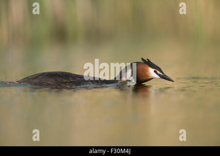 Haubentaucher / große Haubenmeise / Haubentaucher (Podiceps Cristatus) schwimmt flach auf der Suche nach seinen Kumpel Partner. Stockfoto