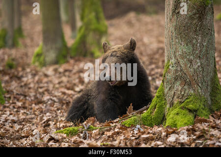 Der aufmerksame Europäische Braunbär (Ursus arctos) liegt neben einem Baum in einem herbstlichen Laubwald in Europa. Stockfoto