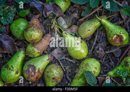 Birne Früchte von einem Baum gefallen und verrotten auf dem Boden Stockfoto