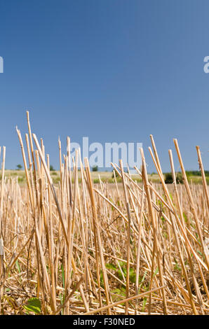 Weizen Stroh auf den blauen Himmel am Ende des Sommers Stockfoto