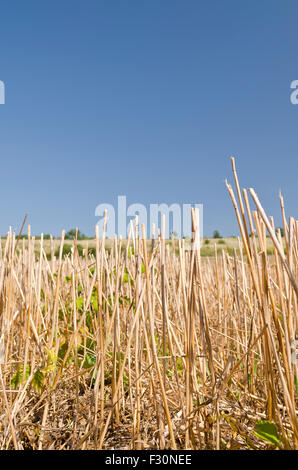 Weizen Stroh auf den blauen Himmel am Ende des Sommers Stockfoto