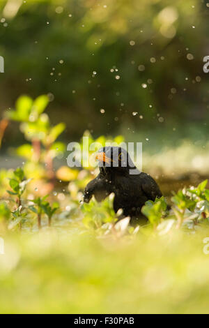 Eine männliche Amsel verfügt über eine Badewanne in einem Gartenteich an einem sonnigen Tag, Hastings, East Sussex, UK Stockfoto