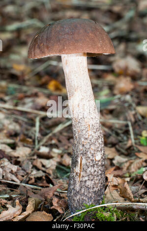 Fruchtkörper von Birch Bolete auf Waldboden, Brede dichten Wäldern, East Sussex, UK Stockfoto