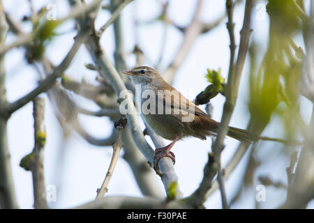 Ein Cetti Grasmücke singt laut aus der Deckung in einem Busch, Frühling, RSPB Dungeness, Kent, UK Stockfoto