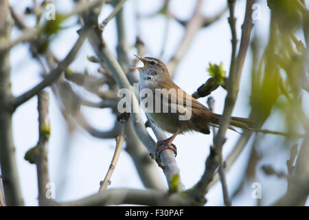 Ein Cetti Grasmücke singt laut aus der Deckung in einem Busch, Frühling, RSPB Dungeness, Kent, UK Stockfoto