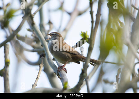 Ein Cetti Grasmücke singt laut aus der Deckung in einem Busch, Frühling, RSPB Dungeness, Kent, UK Stockfoto