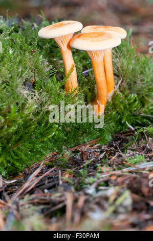 Falsche Pfifferlinge Pilze wachsen auf Waldboden, Brede dichten Wäldern, East Sussex, UK Stockfoto