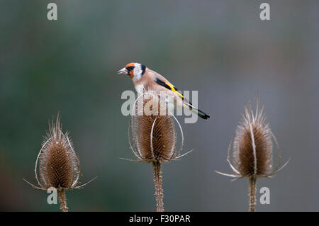 Ein einzelnes Stieglitz Fütterung auf Karde Samen aus einer Seedhead vor diffusem Hintergrund, Hastings, East Sussex, UK Stockfoto