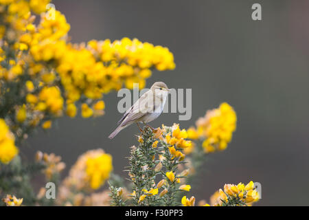 Ein Willow Warbler anzeigen in Frühlingssonne thront oben auf blühende Stechginster, Ashdown Forest, East Sussex, UK Stockfoto