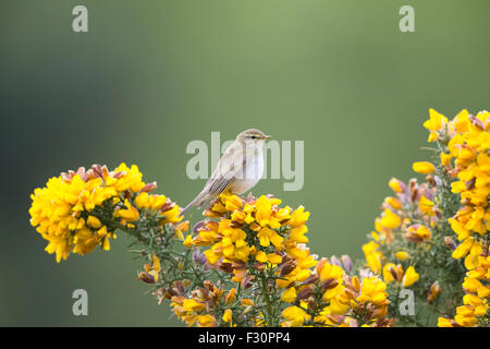 Ein Willow Warbler anzeigen in Frühlingssonne thront oben auf blühende Stechginster, Ashdown Forest, East Sussex, UK Stockfoto