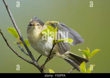 A willow Warbler anzeigen im Frühling Sonnenschein in neu angehende Willow tree, Ashdown Forest, East Sussex, UK Stockfoto