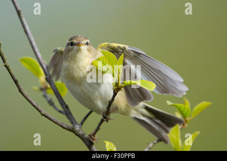 A willow Warbler anzeigen im Frühling Sonnenschein in neu angehende Willow tree, Ashdown Forest, East Sussex, UK Stockfoto