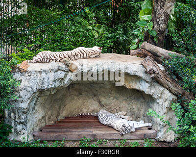 White Tiger schlafen auf Felsen in einem zoo Stockfoto