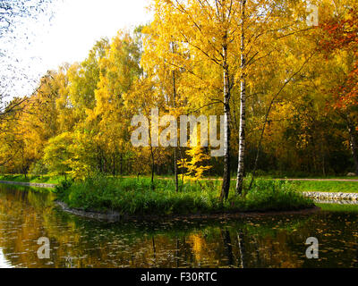Herbstlandschaft - gelb Birkenwald, kleine Insel mit gelb Birken am Teich. In Sokolniki-Park in Moskau aufgenommen. Stockfoto
