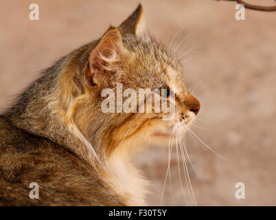 Katze auf dem Gelände der Saadian Gräber in Marrakesch, Marokko Stockfoto