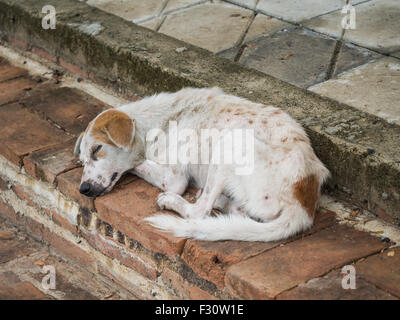 Schmutzige Obdachlosen Hund auf dem Boden schlafen Stockfoto