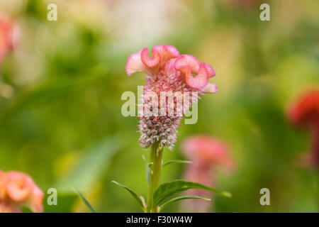 Hahnenkamm-Blume Stockfoto