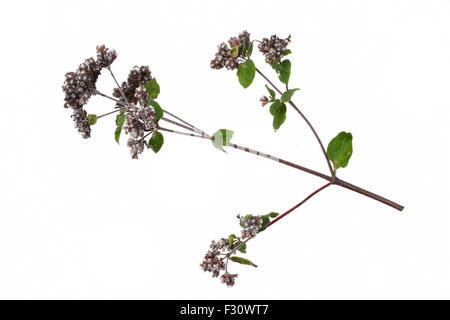 Minze Mentha Pulegium Kräuter isoliert auf weißem Hintergrund Stockfoto