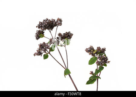 Minze Mentha Pulegium Kräuter isoliert auf weißem Hintergrund Stockfoto