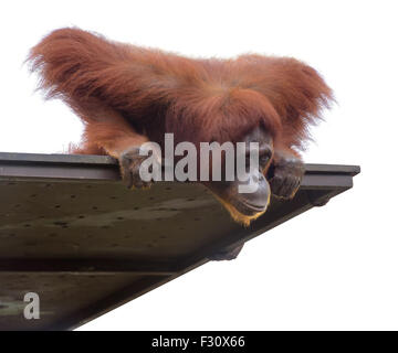 Erwachsener Orang-Utan blickte von seiner Plattform, isoliert auf weiss Stockfoto