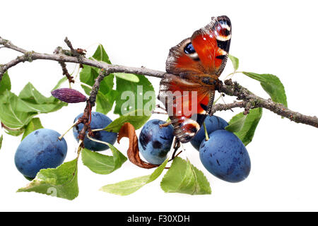 Frisches Obst Pflaumen und Schmetterling auf weißen Hintergrund isoliert Stockfoto