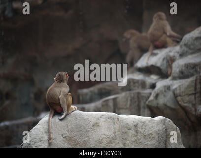 Affenbaby der Hamadryas Pavian sitzend in einer Pose traurig und einsam Stockfoto