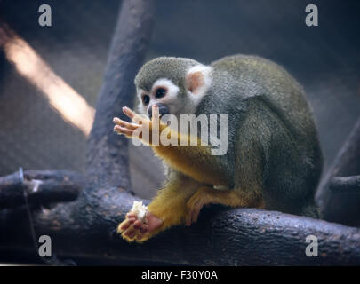 Niedliche Eichhörnchen-Affe mit Essen Stockfoto