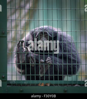 Traurig Siamang Affen in einer Zelle Stockfoto