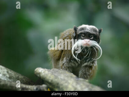 Kaiser Tamarin Affe mit lustigen Schnurrbart Stockfoto