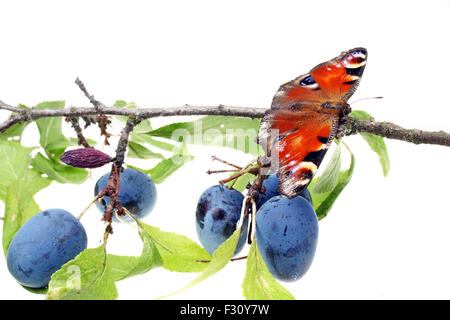 Frisches Obst Pflaumen und Schmetterling auf weißen Hintergrund isoliert Stockfoto