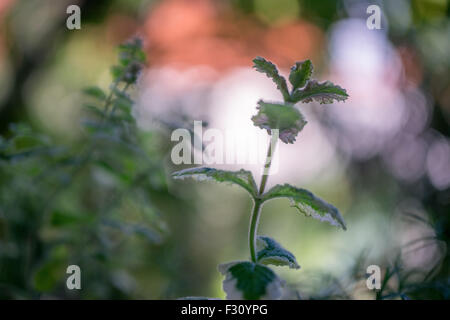 Sprudelnde Bokeh produziert von Flektogon 35/2.4 Objektiv von Carl Zeiss Jena Stockfoto