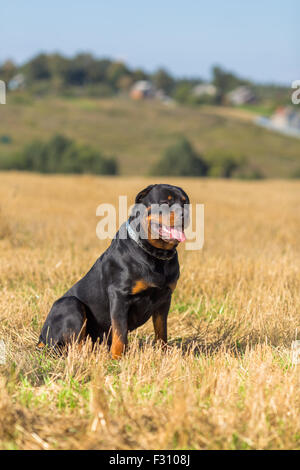 Rottweiler Hund im Feld natürlichen Hintergrund Stockfoto