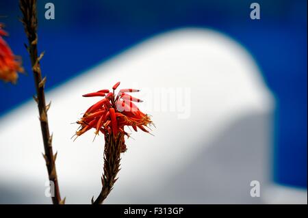 Eine Aloe Vera Pflanze gegen eine weiß getünchte Gebäude Santorini Griechenland Stockfoto