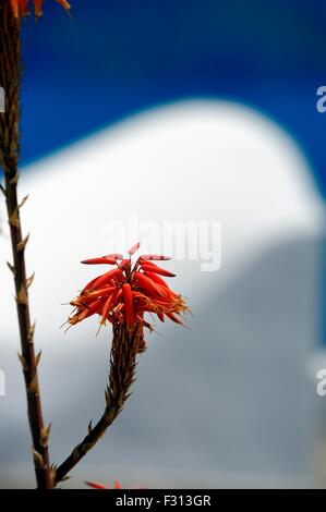 Eine Aloe Vera Pflanze gegen eine weiß getünchte Gebäude Santorini Griechenland Stockfoto