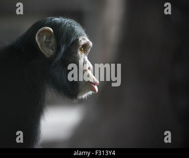 Schimpanse lustiges Gesicht schauen überrascht Stockfoto