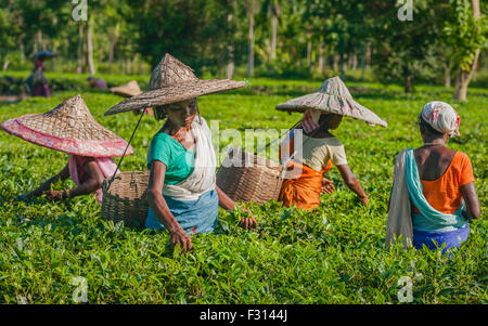 Frauen mit Bambus Hüte und Körbe ernten Teeblätter in der heißen Sonne auf einer Teeplantage. Stockfoto