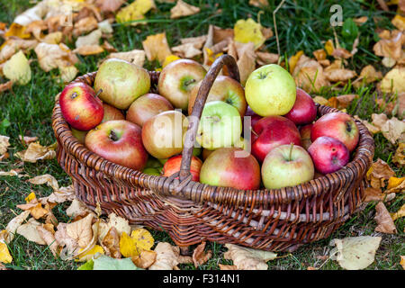 Äpfel im Korb Herbsternte frisch gepflückte Früchte auf einem Rasen mit gefallenen Blättern Stockfoto