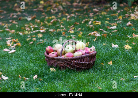 Die Äpfel im Korb Weidenkorb Herbst Ernte gepflückt Früchte auf Rasen im Garten Stockfoto