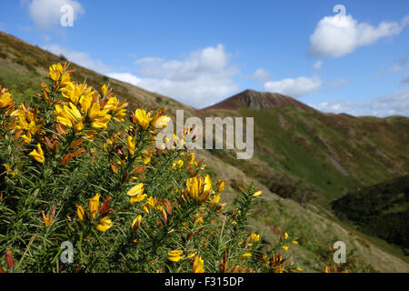 Wilden gelben Ginster in Blume Blüte auf der Long Mynd Hügel Shropshire Uk Ulex europaeus Stockfoto