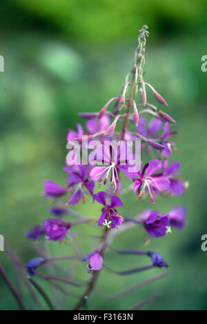 Rose Bay Weide-Kräuter / Epilobium Angustifolium Stockfoto