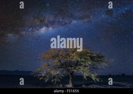 Ein Baum unter der Milchstraße in der Atacama-Wüste Stockfoto