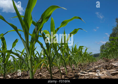 JUNGER MAIS PFLANZEN KNIE HOCH BIS ZUM VIERTEN JULI JEFFERSON COUNTY PENNSYLVANIA USA Stockfoto