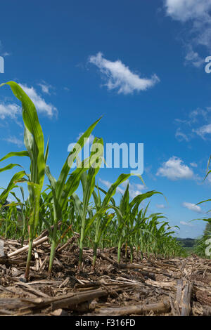 JUNGER MAIS PFLANZEN KNIE HOCH BIS ZUM VIERTEN JULI JEFFERSON COUNTY PENNSYLVANIA USA Stockfoto