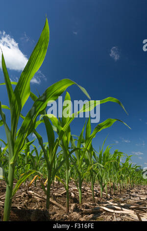 JUNGER MAIS PFLANZEN KNIE HOCH BIS ZUM VIERTEN JULI JEFFERSON COUNTY PENNSYLVANIA USA Stockfoto