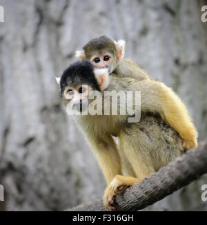 Schwarz-capped Totenkopfaffen mit ihren niedlichen kleinen Baby im zoo Stockfoto