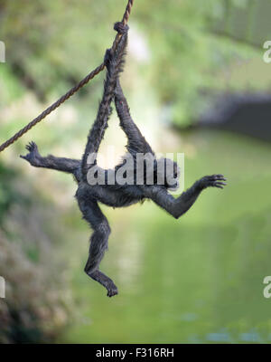 Schwarz-handed Klammeraffe an einem Seil hängen Stockfoto