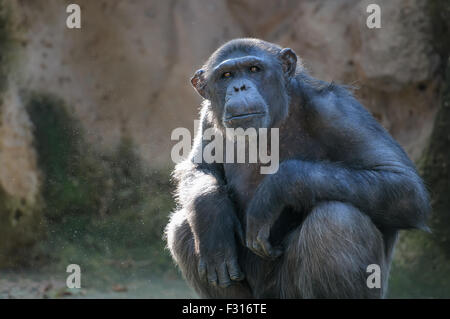 Schimpansen, die etwas mit extremer Aufmerksamkeit betrachten Stockfoto