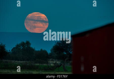 Cumbria, UK. 27. Sep, 2015. Supermoon steigt über Cumbria. Die vollständige Supermoon steigt über die Pennine Hills vor der Blut-Mond Mondfinsternis in den frühen Morgenstunden des Montag Morgen: 27. September 2015 STUART WALKER Credit: STUART WALKER/Alamy Live News Stockfoto