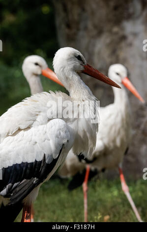 Weißstorch, Weißstörche (Ciconia ciconia) Stockfoto